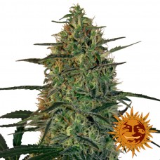 Malana Bomb Auto- Barney's Farm